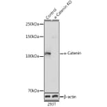 Western Blot - Anti-CTNNA1 Antibody (A14873) - Antibodies.com
