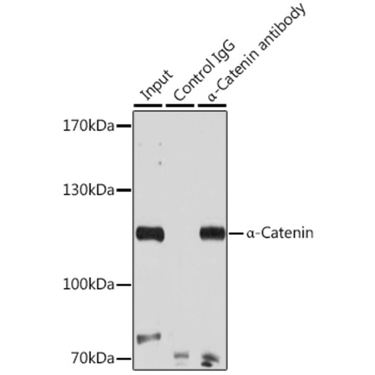 Western Blot - Anti-CTNNA1 Antibody (A14873) - Antibodies.com