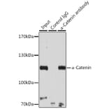 Western Blot - Anti-CTNNA1 Antibody (A14873) - Antibodies.com
