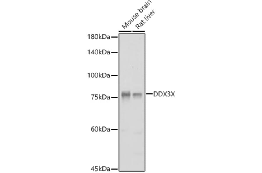 Western Blot - Anti-DDX3 Antibody (A14874) - Antibodies.com