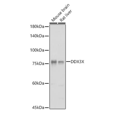 Western Blot - Anti-DDX3 Antibody (A14874) - Antibodies.com