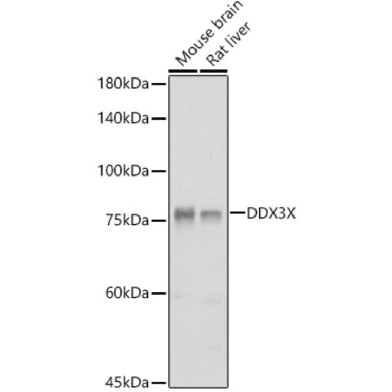 Western Blot - Anti-DDX3 Antibody (A14874) - Antibodies.com