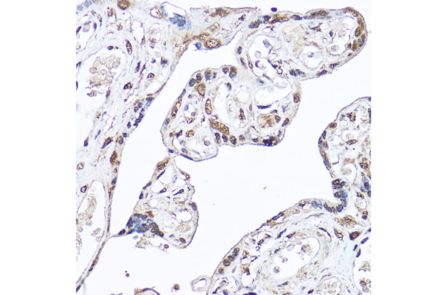 Immunohistochemistry - Anti-DDX3 Antibody (A14874) - Antibodies.com