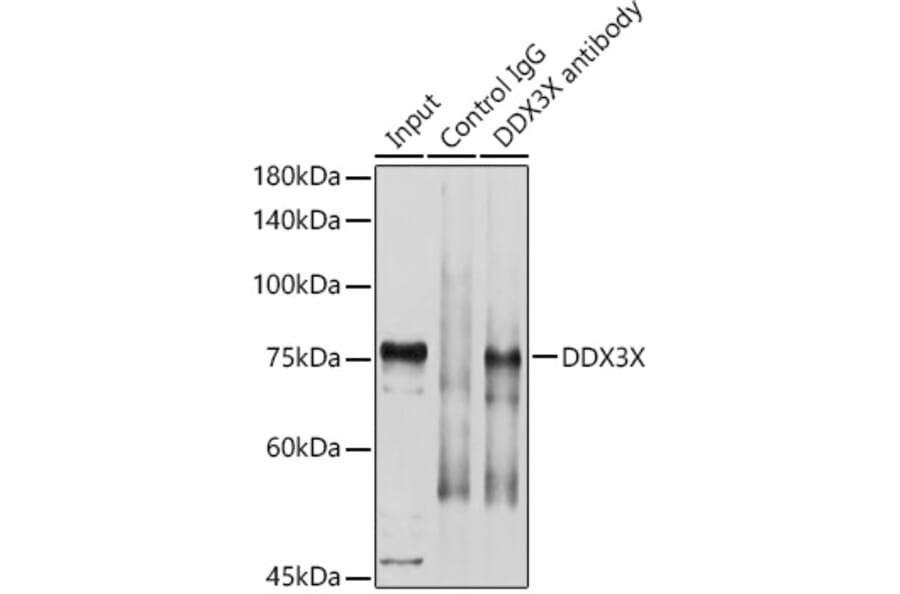Western Blot - Anti-DDX3 Antibody (A14874) - Antibodies.com
