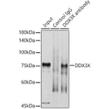 Western Blot - Anti-DDX3 Antibody (A14874) - Antibodies.com