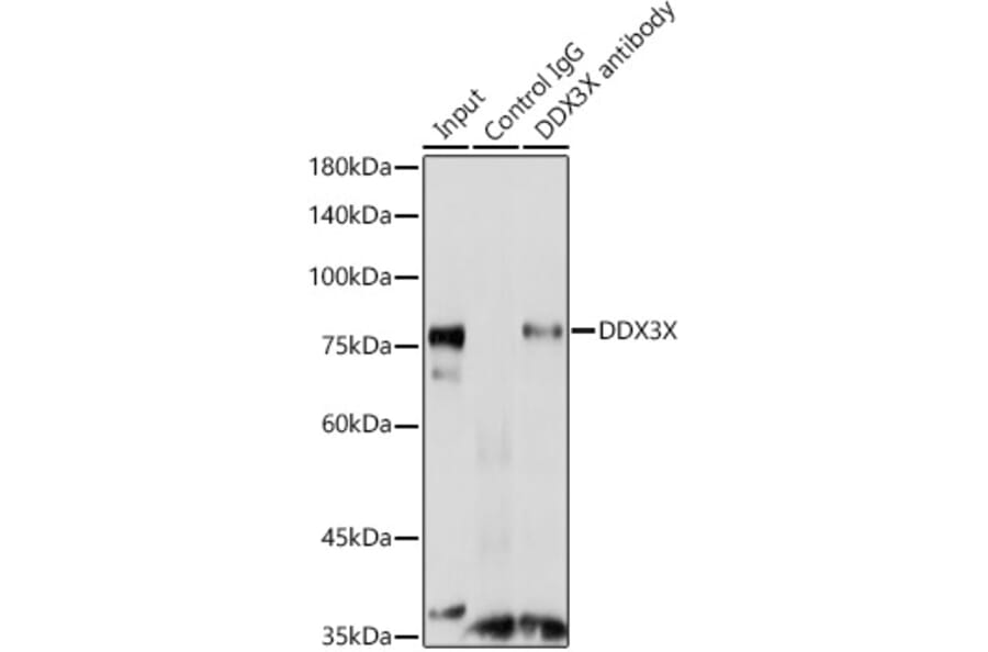 Western Blot - Anti-DDX3 Antibody (A14874) - Antibodies.com