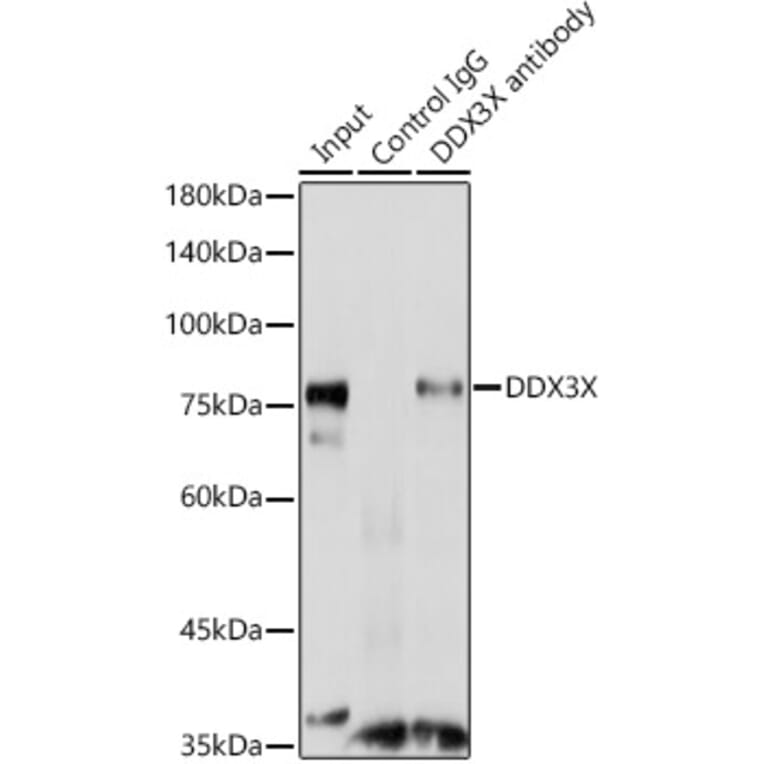 Western Blot - Anti-DDX3 Antibody (A14874) - Antibodies.com