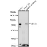 Western Blot - Anti-DDX3 Antibody (A14874) - Antibodies.com