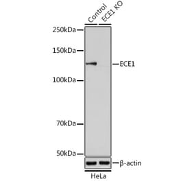 Western Blot - Anti-ECE1 Antibody (A14875) - Antibodies.com