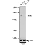 Western Blot - Anti-ECE1 Antibody (A14875) - Antibodies.com