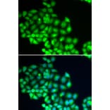 Immunofluorescence - Anti-XPD Antibody (A14876) - Antibodies.com