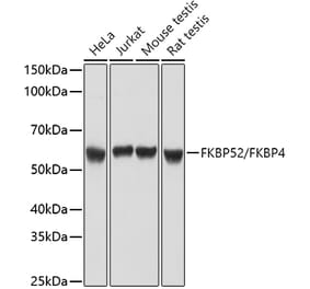 Western Blot - Anti-FKBP52 Antibody (A14878) - Antibodies.com