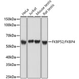 Western Blot - Anti-FKBP52 Antibody (A14878) - Antibodies.com