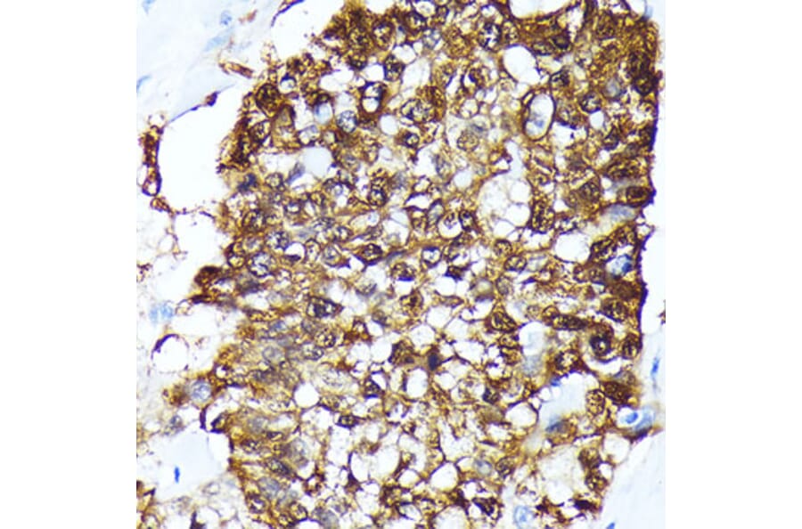 Immunohistochemistry - Anti-FKBP52 Antibody (A14878) - Antibodies.com