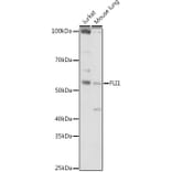 Western Blot - Anti-FLI1 Antibody (A14879) - Antibodies.com