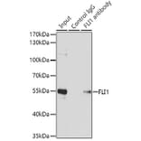 Western Blot - Anti-FLI1 Antibody (A14879) - Antibodies.com