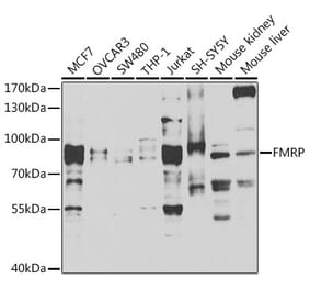 Western Blot - Anti-FMRP Antibody (A14880) - Antibodies.com