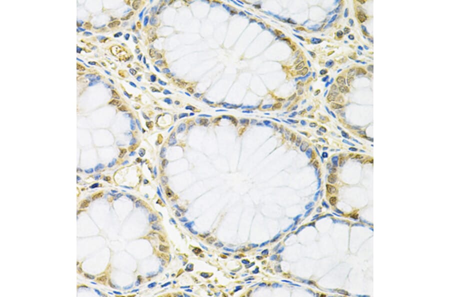 Immunohistochemistry - Anti-FMRP Antibody (A14880) - Antibodies.com