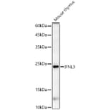 Western Blot - Anti-IL-28B Antibody (A14881) - Antibodies.com
