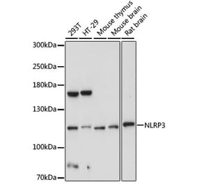 Western Blot - Anti-NLRP3 Antibody (A5652) - Antibodies.com