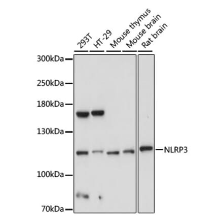 Western Blot - Anti-NLRP3 Antibody (A5652) - Antibodies.com