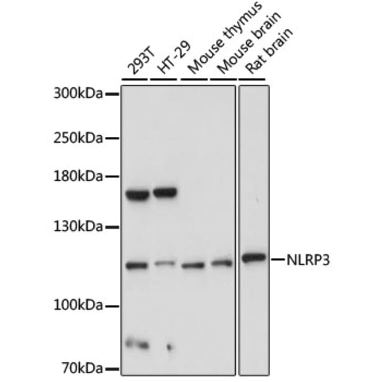 Western Blot - Anti-NLRP3 Antibody (A5652) - Antibodies.com