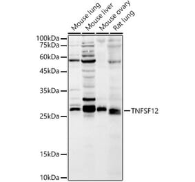 Western Blot - Anti-TWEAK Antibody (A14887) - Antibodies.com