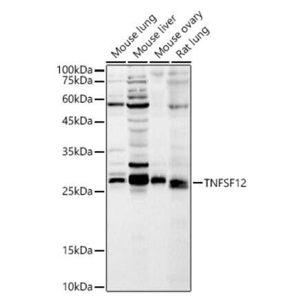 Western Blot - Anti-TWEAK Antibody (A14887) - Antibodies.com