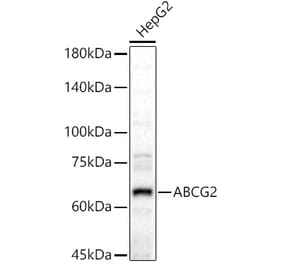 Western Blot - Anti-BCRP/ABCG2 Antibody (A14889) - Antibodies.com