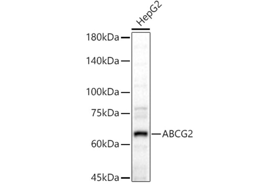 Western Blot - Anti-BCRP/ABCG2 Antibody (A14889) - Antibodies.com