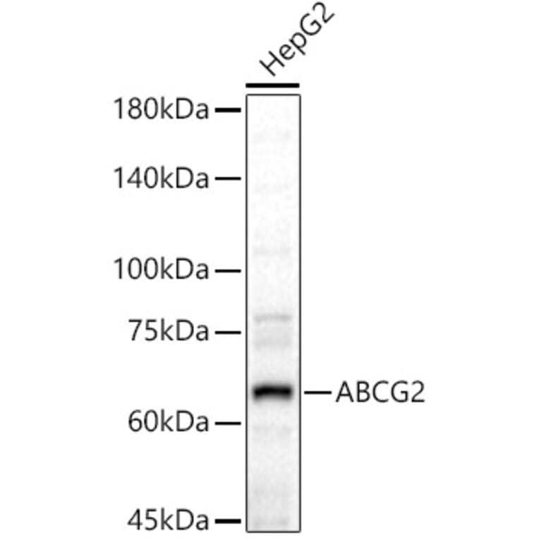 Western Blot - Anti-BCRP/ABCG2 Antibody (A14889) - Antibodies.com