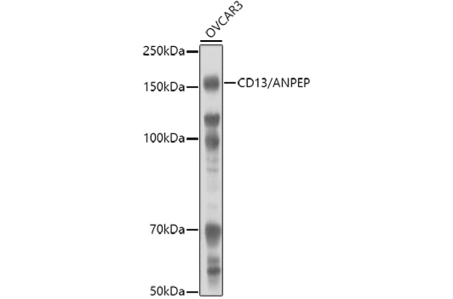 Western Blot - Anti-CD13 Antibody (A14890) - Antibodies.com