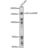 Western Blot - Anti-CD13 Antibody (A14890) - Antibodies.com