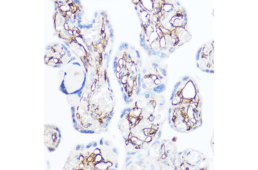 Immunohistochemistry - Anti-CD13 Antibody (A14890) - Antibodies.com