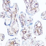 Immunohistochemistry - Anti-CD13 Antibody (A14890) - Antibodies.com