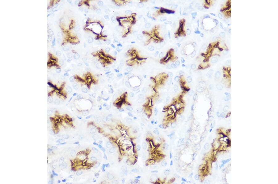 Immunohistochemistry - Anti-CD13 Antibody (A14890) - Antibodies.com