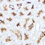 Immunohistochemistry - Anti-CD13 Antibody (A14890) - Antibodies.com