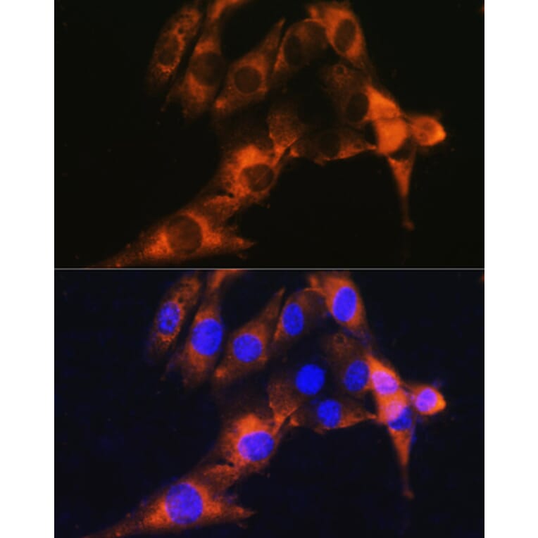 Immunofluorescence - Anti-CD13 Antibody (A14890) - Antibodies.com