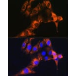 Immunofluorescence - Anti-CD13 Antibody (A14890) - Antibodies.com