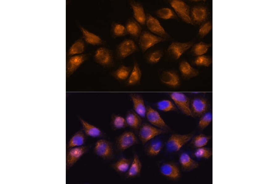 Immunofluorescence - Anti-CD13 Antibody (A14890) - Antibodies.com
