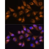 Immunofluorescence - Anti-CD13 Antibody (A14890) - Antibodies.com