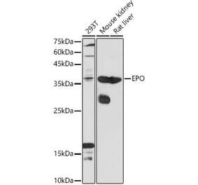 Western Blot - Anti-EPO Antibody (A14891) - Antibodies.com