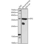 Western Blot - Anti-EPO Antibody (A14891) - Antibodies.com
