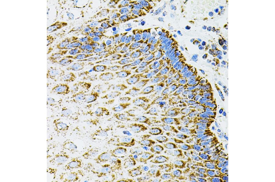 Immunohistochemistry - Anti-EPO Antibody (A14891) - Antibodies.com