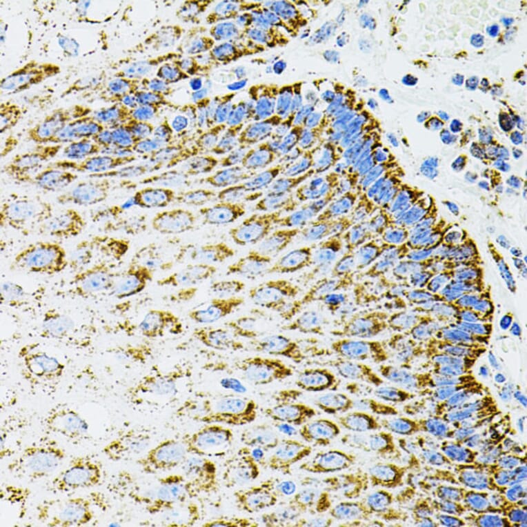 Immunohistochemistry - Anti-EPO Antibody (A14891) - Antibodies.com