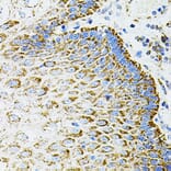 Immunohistochemistry - Anti-EPO Antibody (A14891) - Antibodies.com