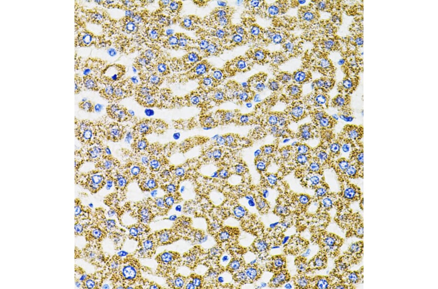 Immunohistochemistry - Anti-EPO Antibody (A14891) - Antibodies.com
