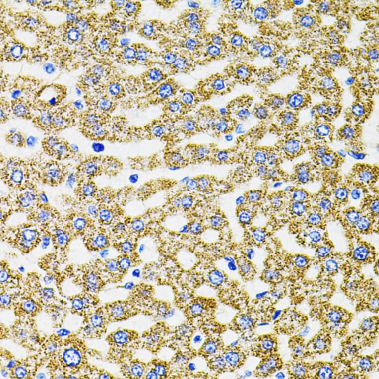 Immunohistochemistry - Anti-EPO Antibody (A14891) - Antibodies.com