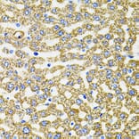 Immunohistochemistry - Anti-EPO Antibody (A14891) - Antibodies.com