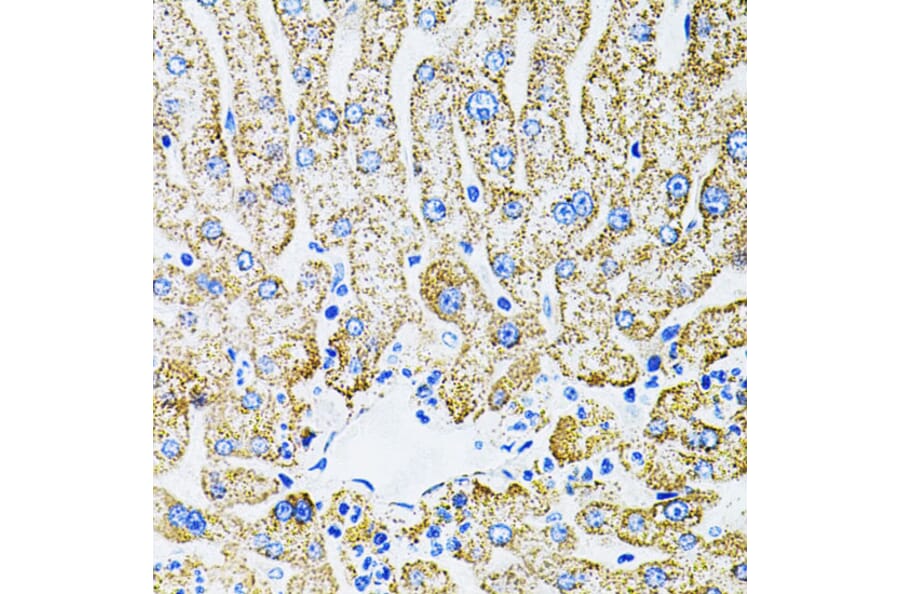 Immunohistochemistry - Anti-EPO Antibody (A14891) - Antibodies.com